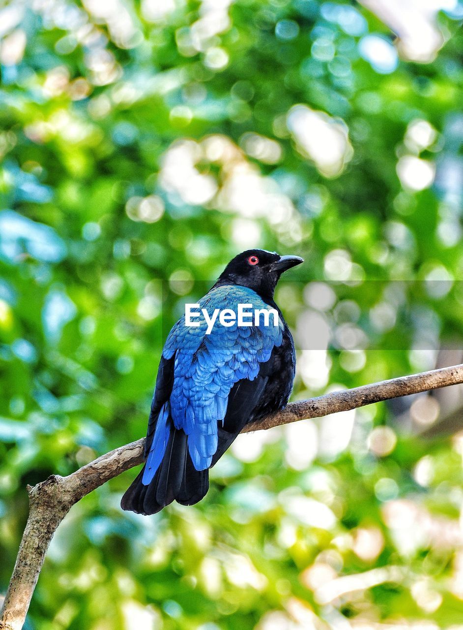 Low angle view of blue bird perching on tree