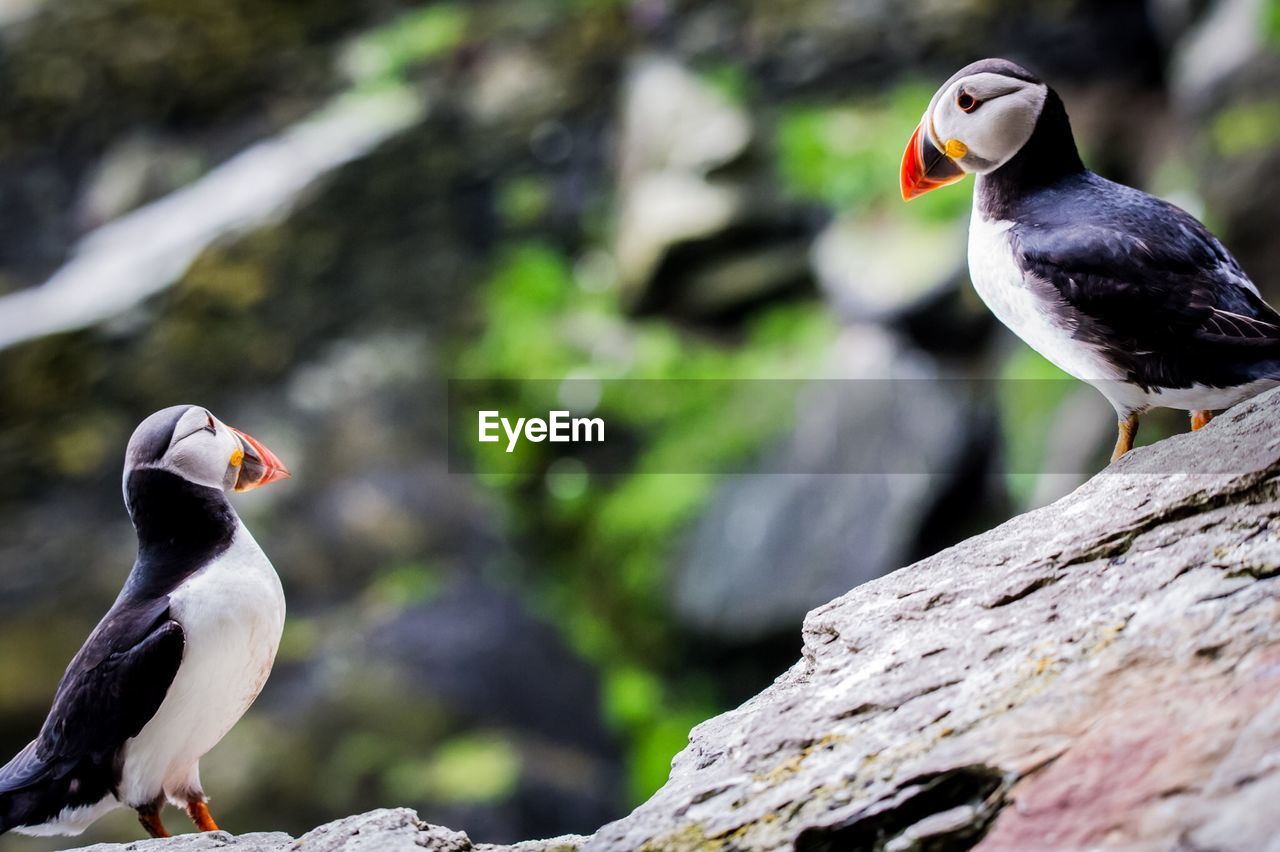 Close-up of puffins on rock