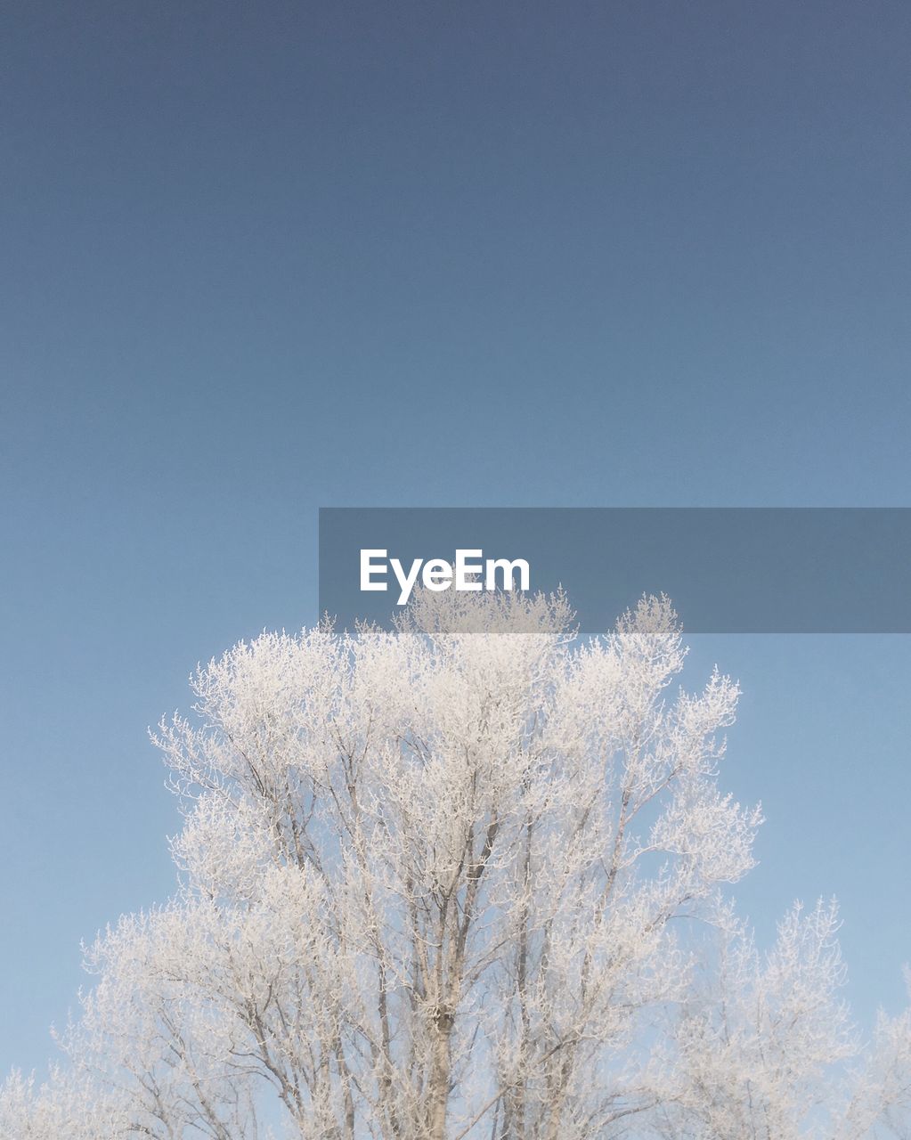 Low angle view of flower tree against clear sky