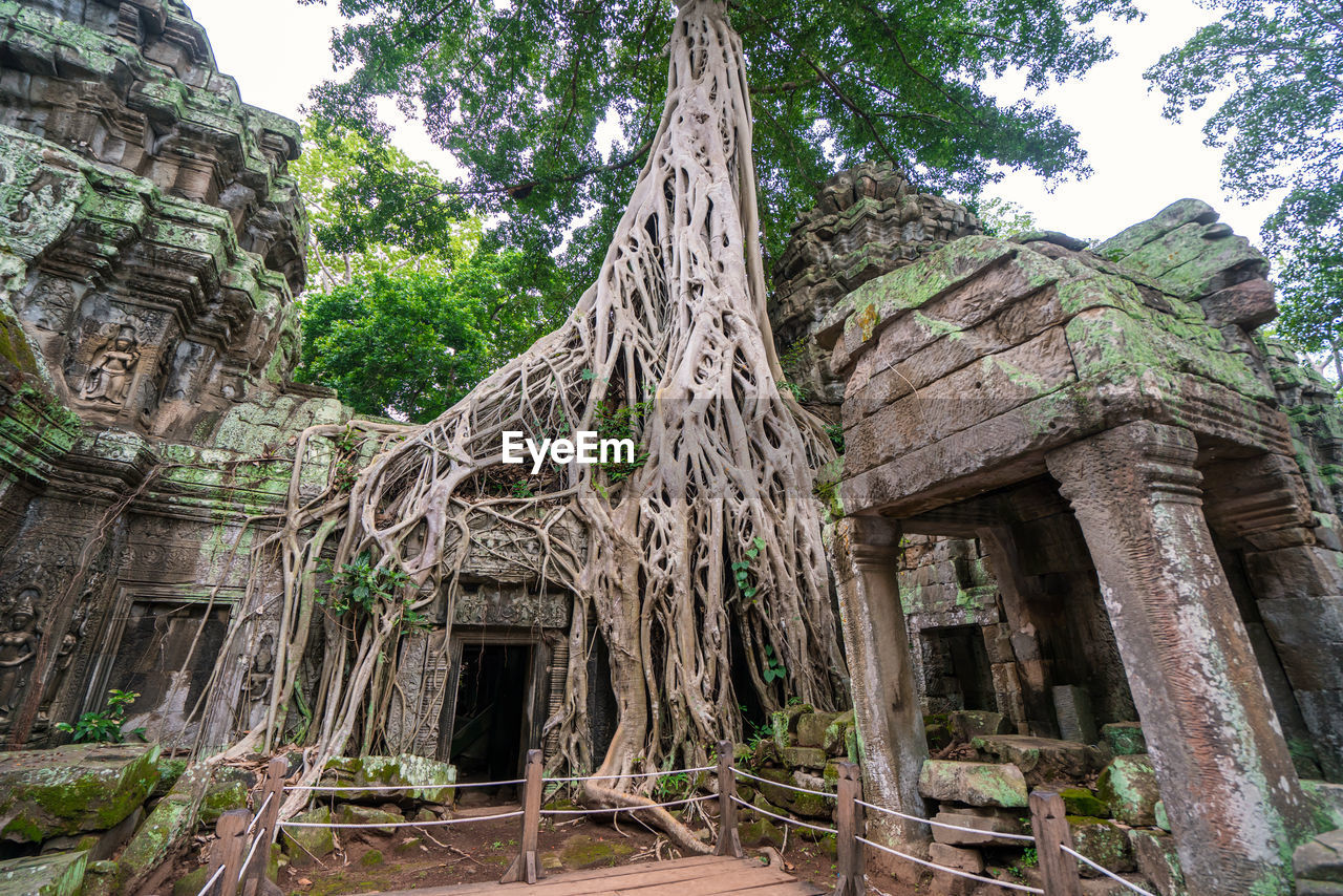 LOW ANGLE VIEW OF OLD TREE TRUNK AMIDST BUILDINGS