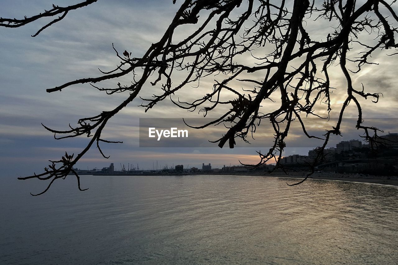 BARE TREE AGAINST SEA