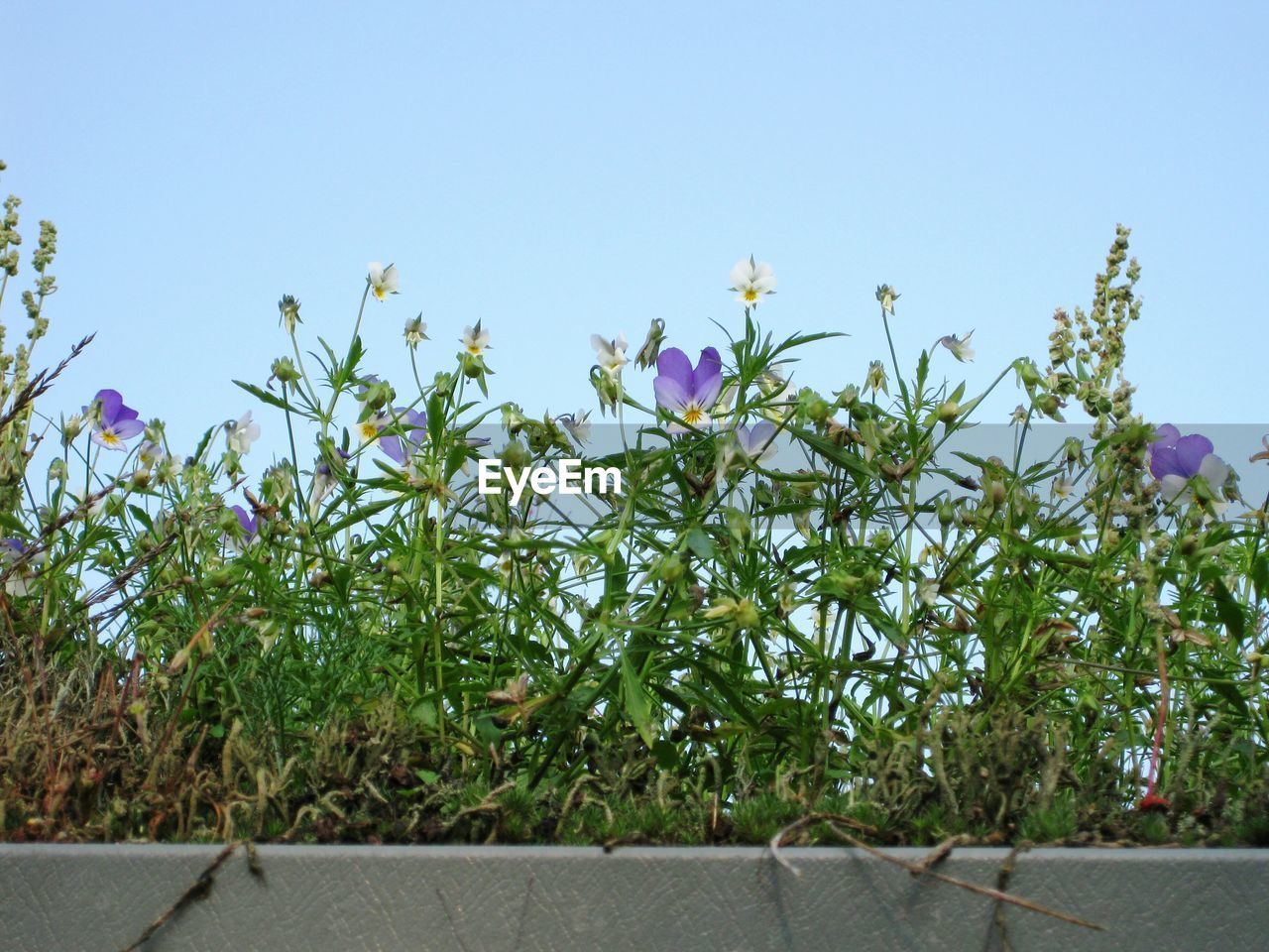 Low angle view of plants against clear sky