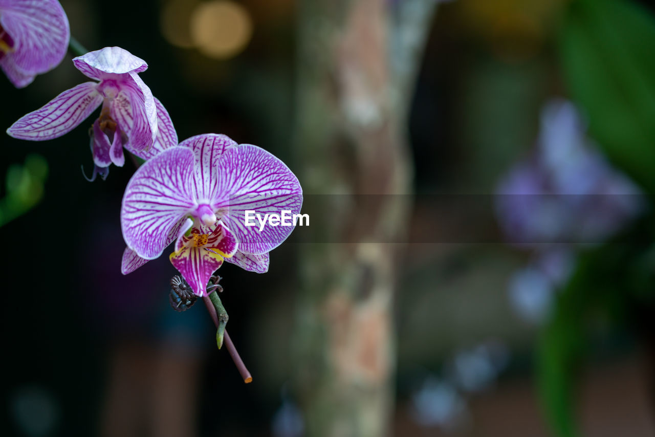 flower, plant, flowering plant, beauty in nature, freshness, nature, close-up, purple, macro photography, flower head, fragility, petal, focus on foreground, blossom, growth, inflorescence, orchid, no people, animal wildlife, outdoors, botany, animal, selective focus, animal themes
