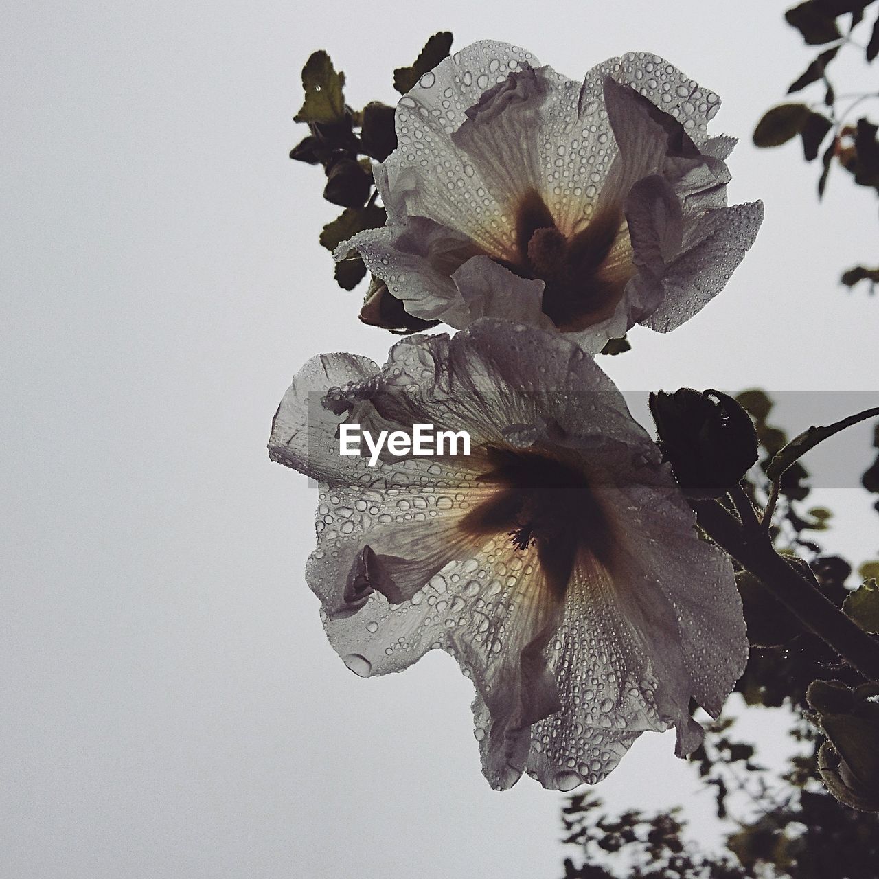 Close-up of flower against sky