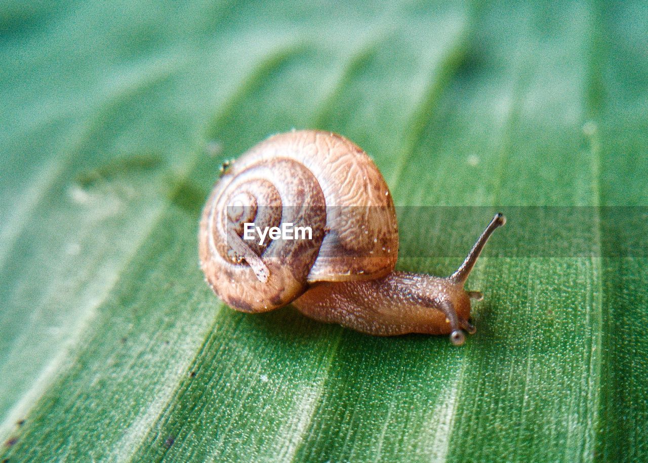 CLOSE-UP OF SNAIL ON GREEN LEAF