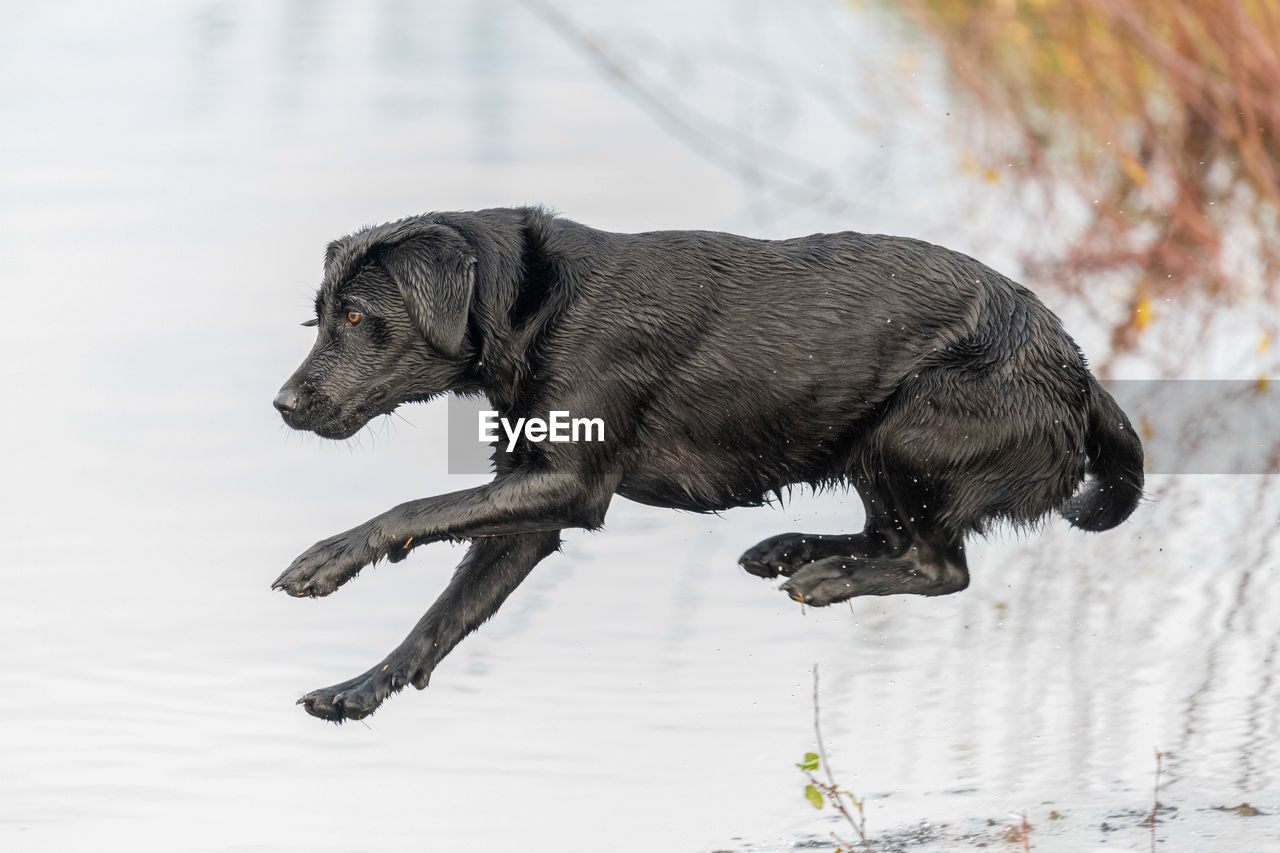 Action shot of a wet black labrador retriever jumping into the water