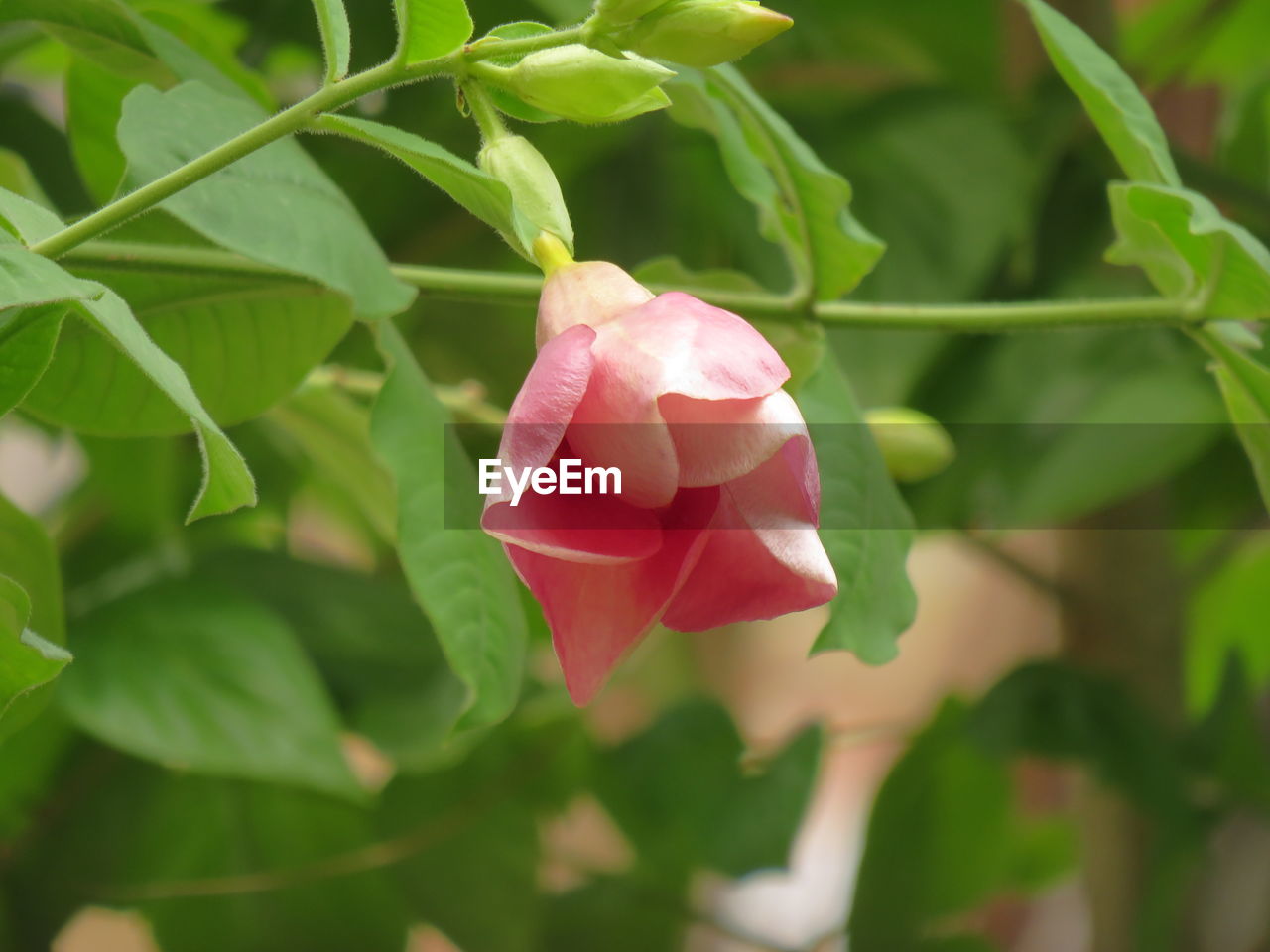 CLOSE-UP OF PINK ROSE AND LEAVES