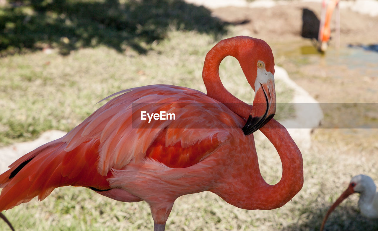 Pink caribbean flamingo, phoenicopterus ruber, in the middle of flock flamingos during breeding 