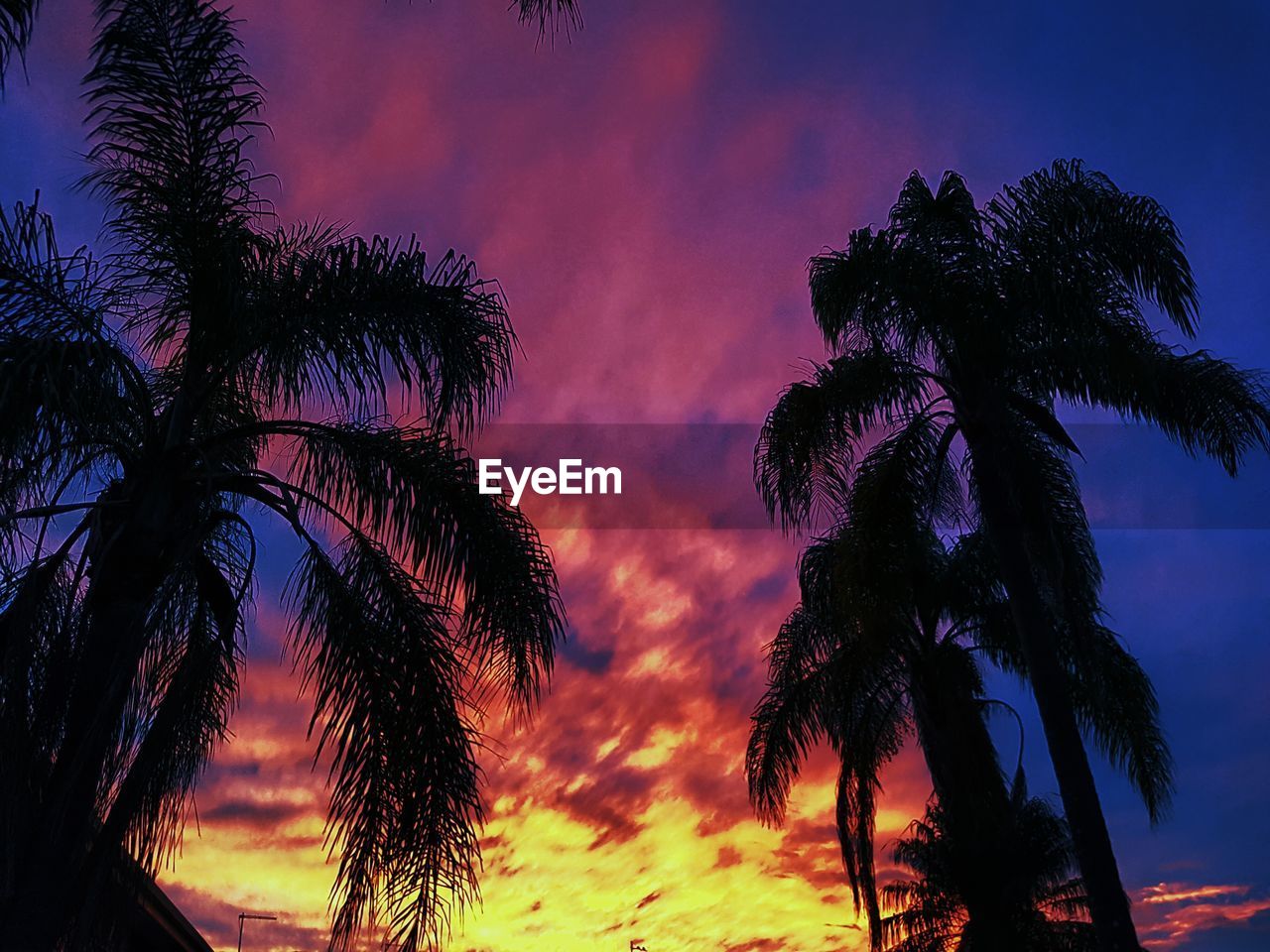 SILHOUETTE OF TREES DURING SUNSET