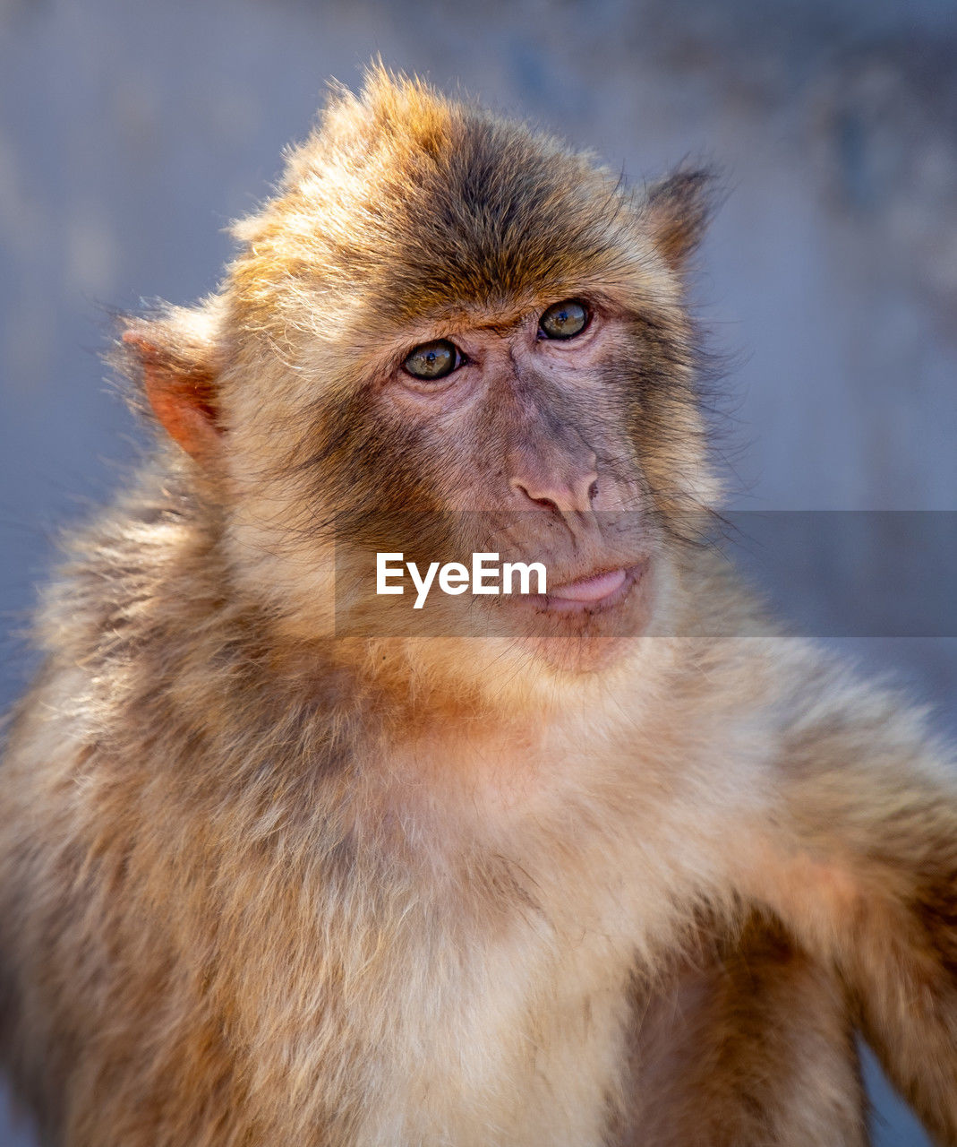 animal themes, animal, monkey, macaque, one animal, primate, mammal, animal wildlife, old world monkey, wildlife, portrait, close-up, animal head, no people, animal body part, looking at camera, animal hair, ape, looking, nature, new world monkey, outdoors, baboon, focus on foreground