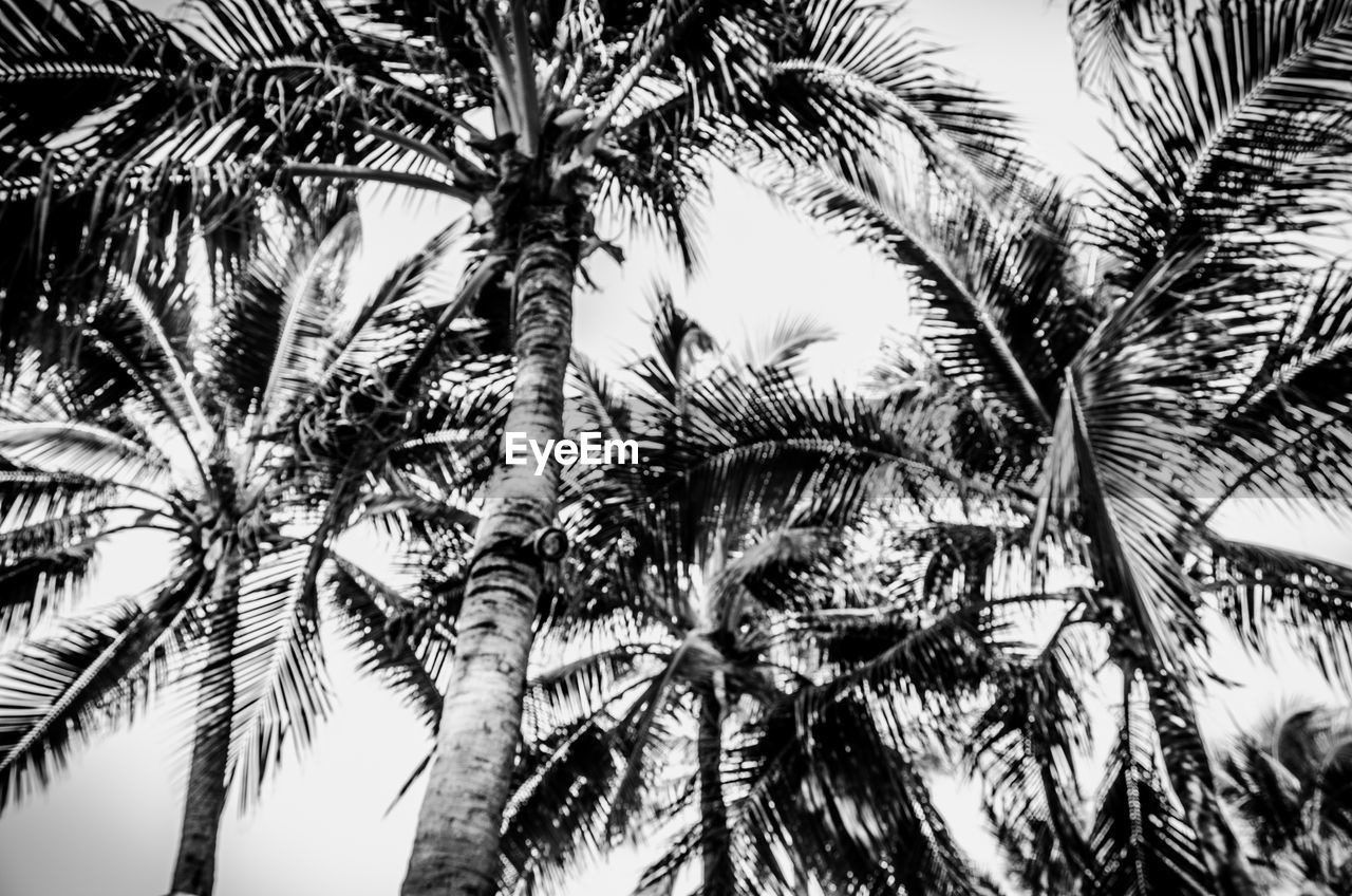 LOW ANGLE VIEW OF PALM TREE AGAINST SKY