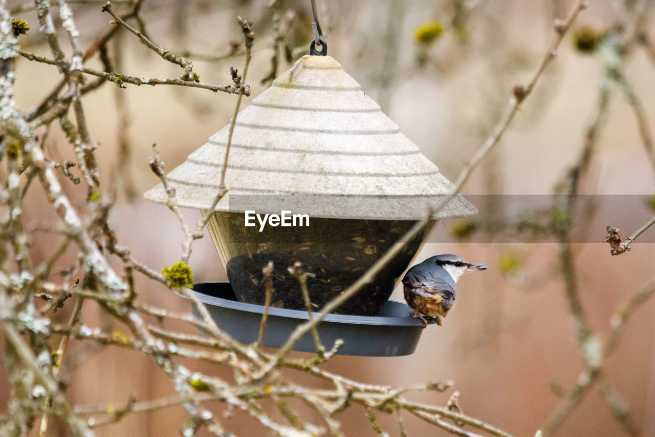 CLOSE-UP OF BIRD PERCHING ON BRANCH AT FEEDER