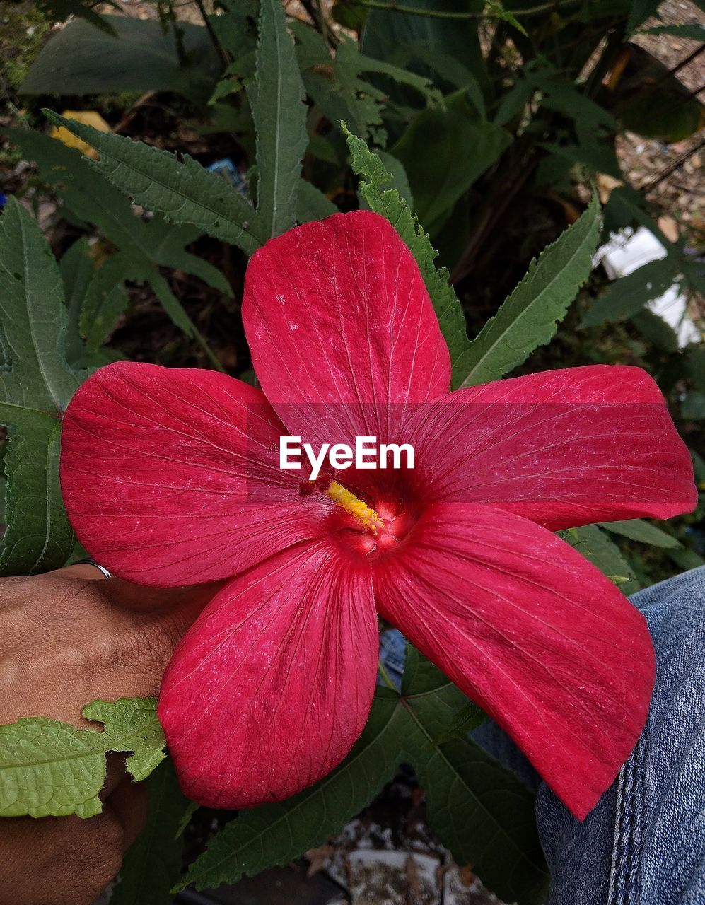 flower, flowering plant, plant, freshness, beauty in nature, petal, inflorescence, flower head, growth, close-up, fragility, nature, hibiscus, pollen, leaf, red, day, plant part, outdoors, high angle view, pink, no people