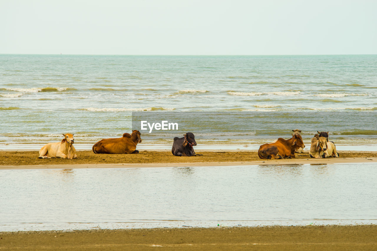 GROUP OF HORSES ON BEACH