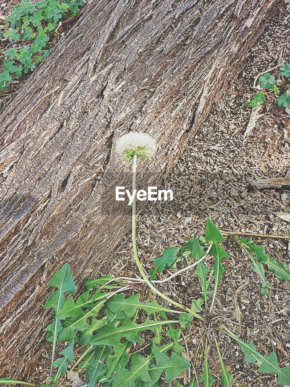 HIGH ANGLE VIEW OF WHITE FLOWERS