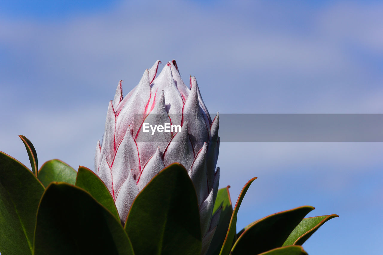 flower, nature, leaf, plant part, plant, beauty in nature, sky, growth, flowering plant, close-up, no people, green, macro photography, freshness, blue, grass, blossom, outdoors, petal, pink, sunlight, focus on foreground, day, bud, environment