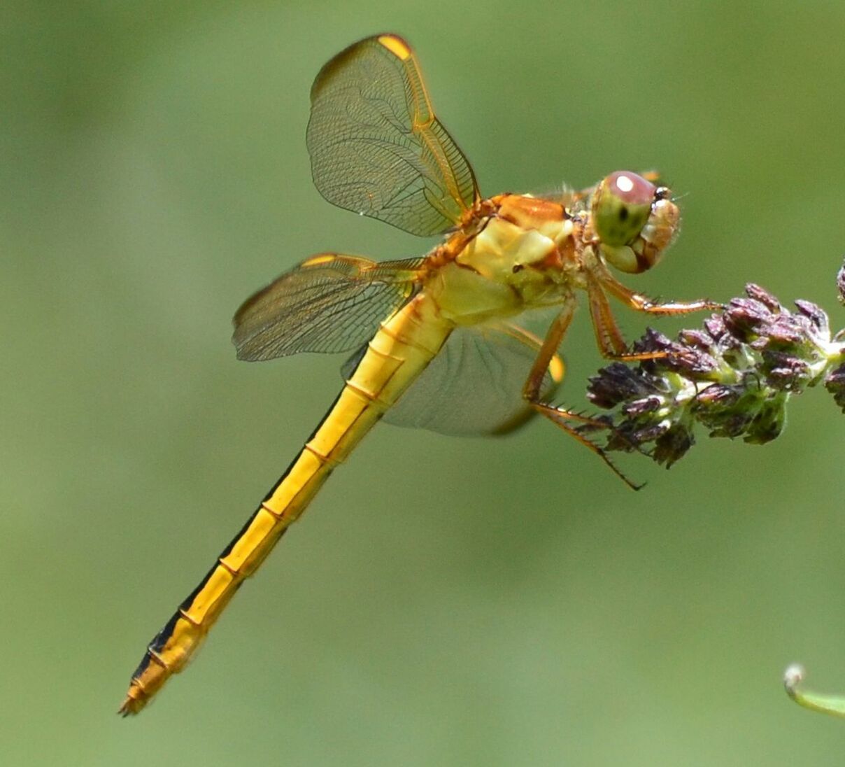 Close-up side view of insect on flower