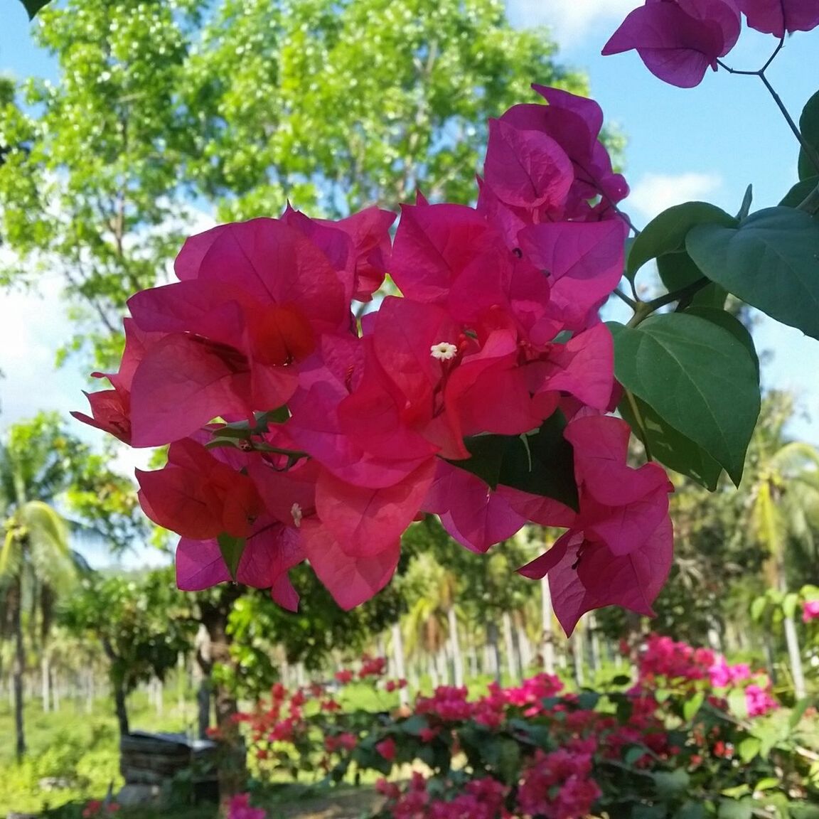 CLOSE-UP OF RED FLOWERS