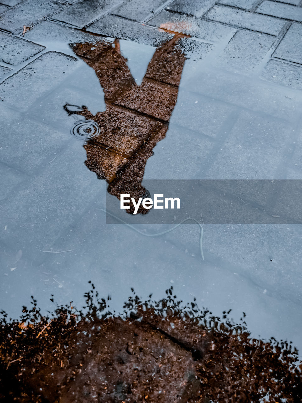 HIGH ANGLE VIEW OF WET PLANT BY ROAD