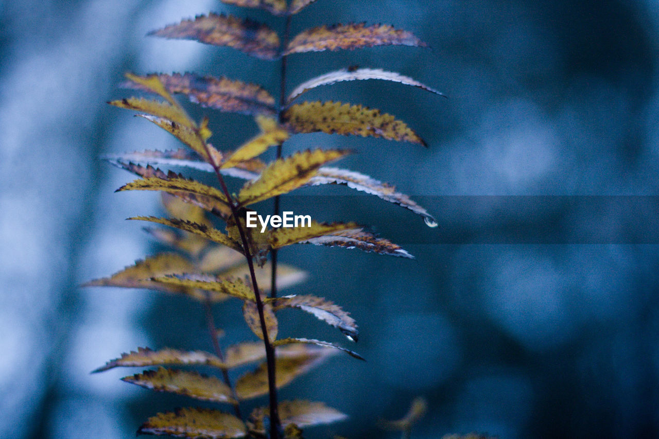 CLOSE-UP OF LEAVES ON TREE