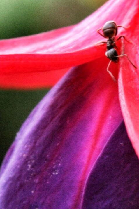 CLOSE-UP OF RED FLOWER