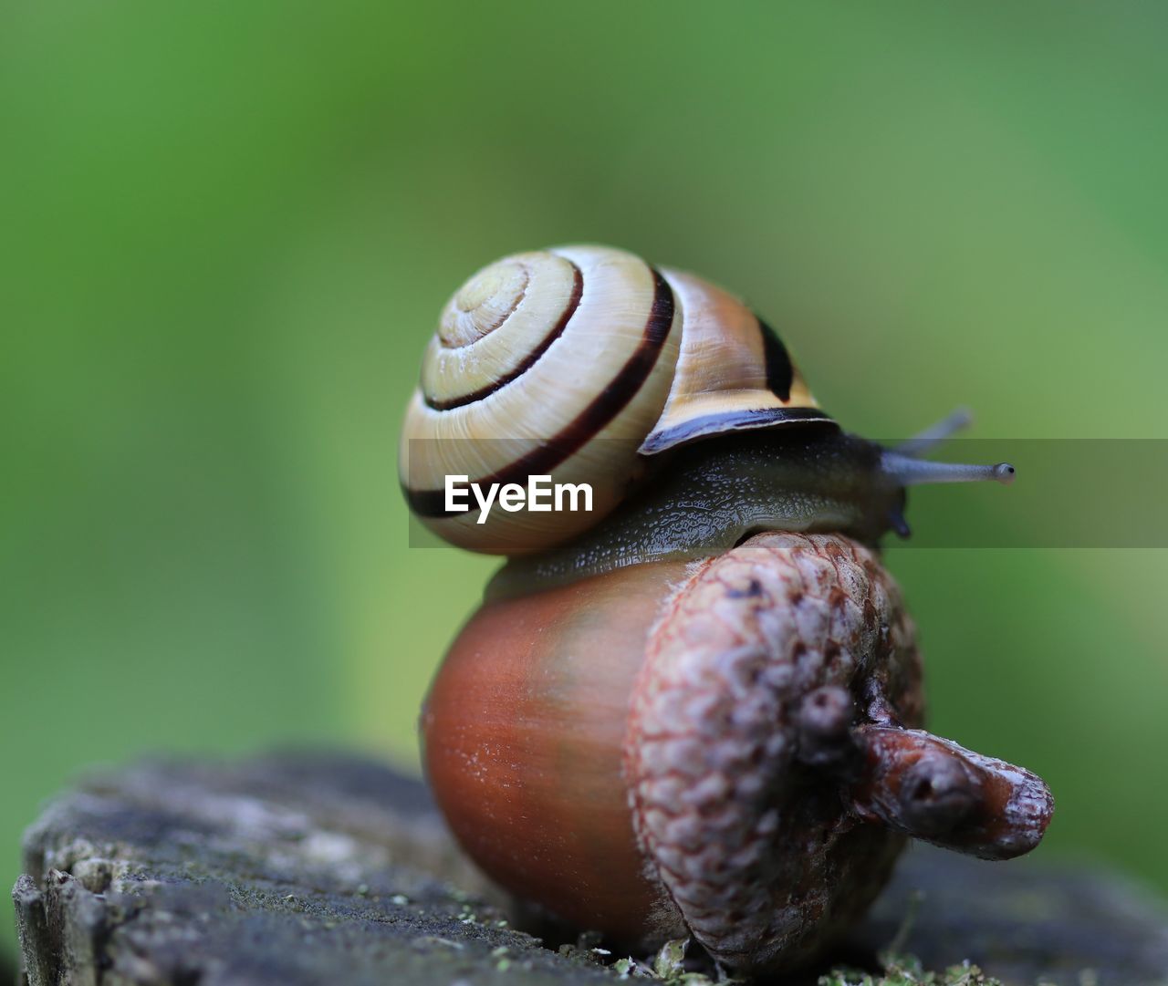 CLOSE-UP OF SNAIL ON GREEN LEAF