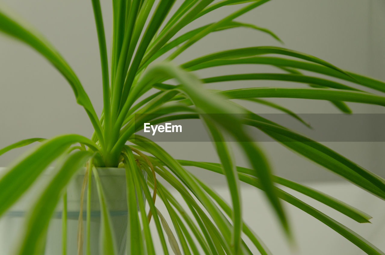 Close-up of fresh green plant