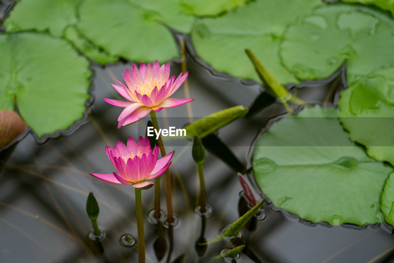 PINK WATER LILY IN LAKE