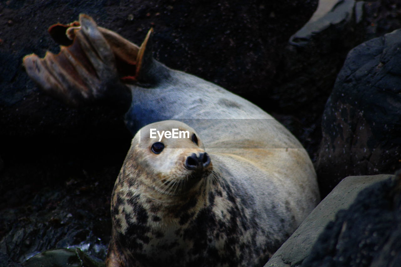CLOSE-UP OF ANIMAL