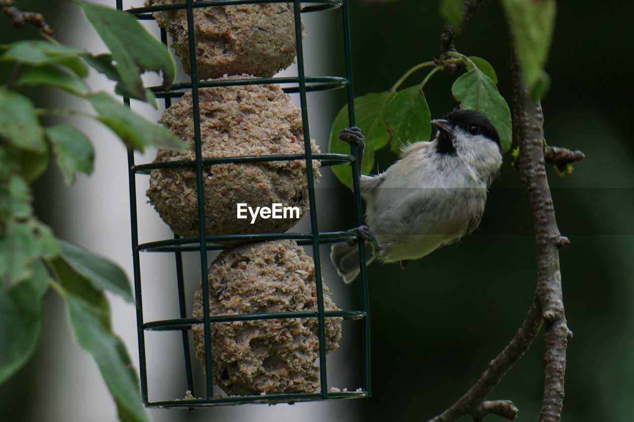 Close-up of bird perching on a feeder