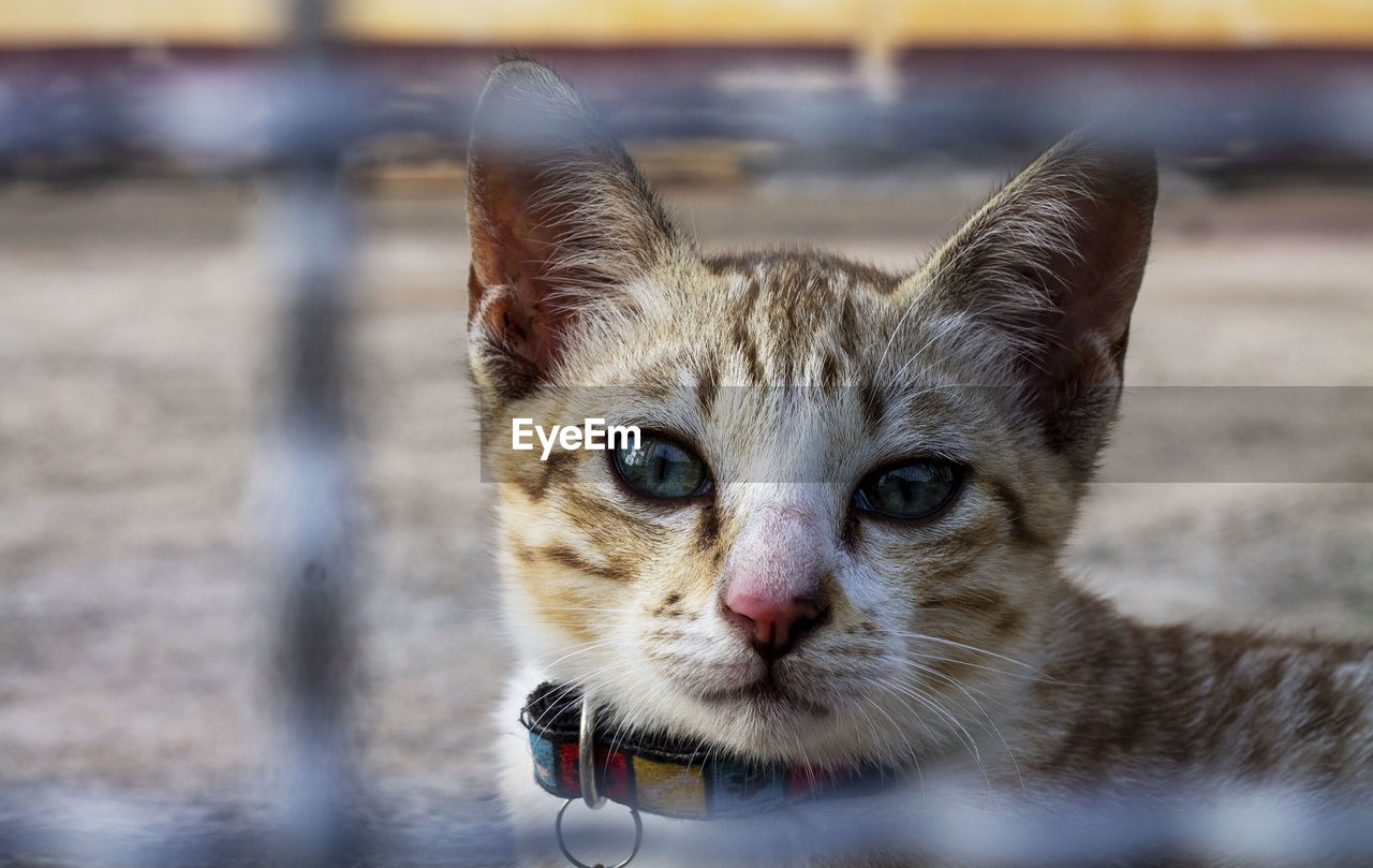 CLOSE-UP PORTRAIT OF CAT BY CROPPED OUTDOORS