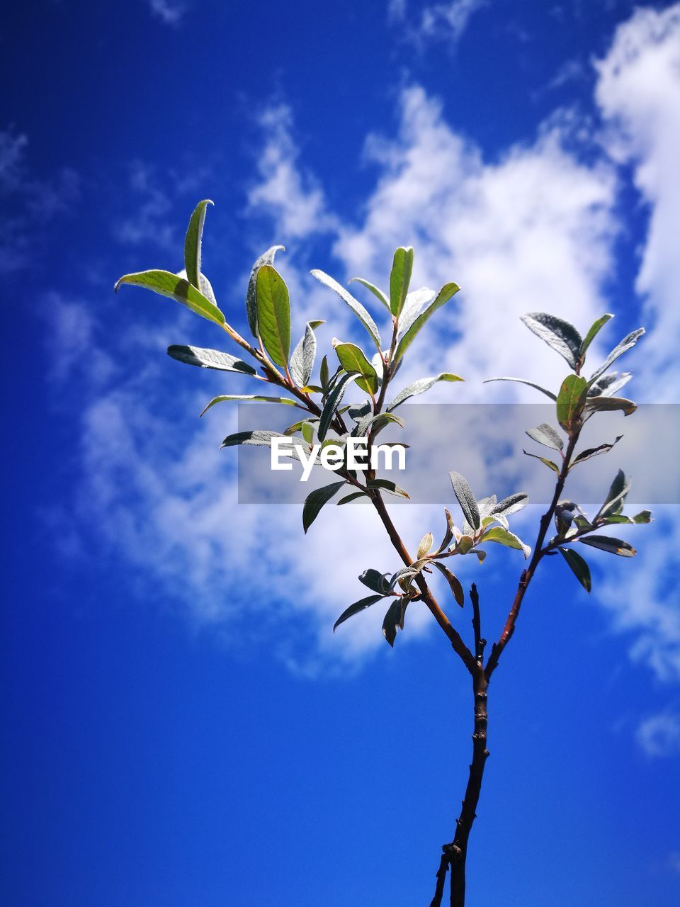 Low angle view of plant against sky