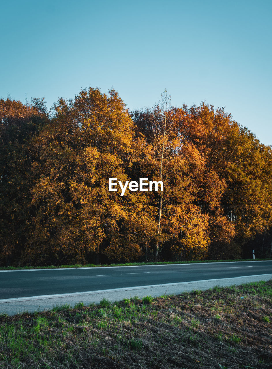 Trees on field against clear sky during autumn