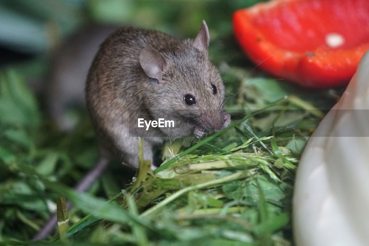 Close-up of mouse on grass