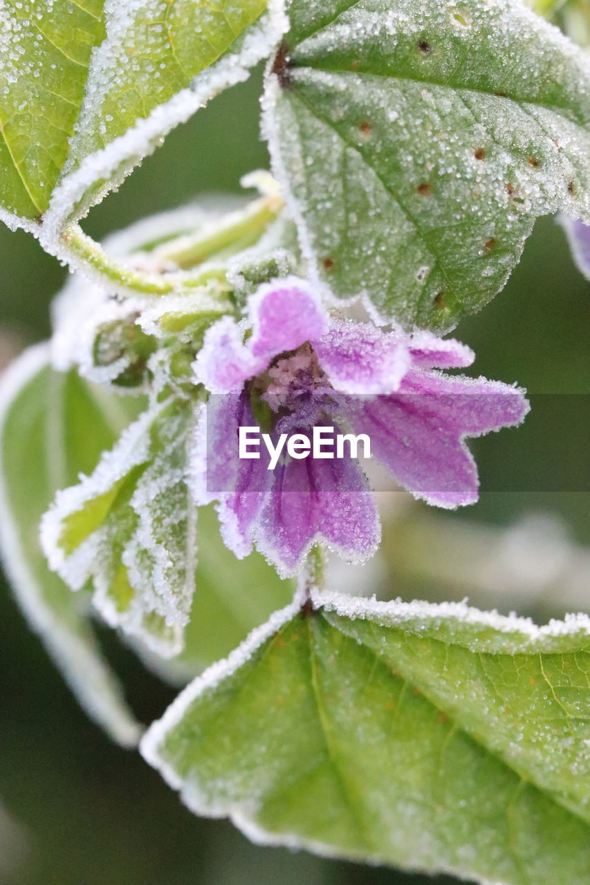 Close-up of frozen purple flower
