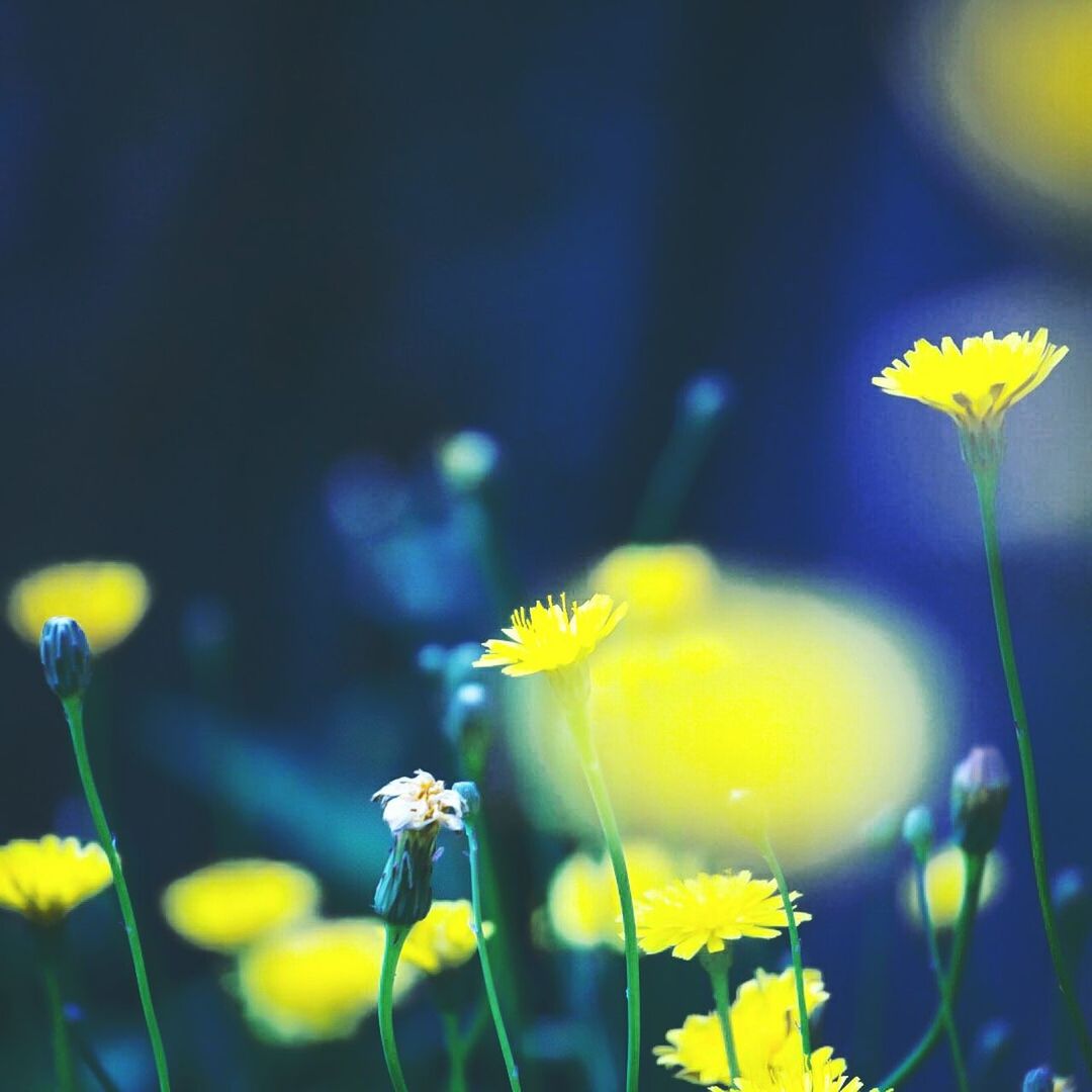 Close-up of yellow daisy flowers