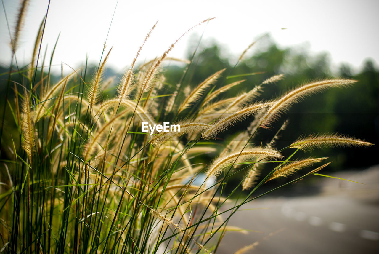 CLOSE-UP OF WHEAT GROWING ON FIELD