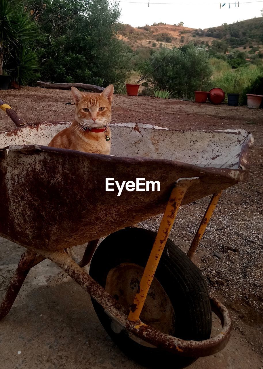 PORTRAIT OF CAT SITTING ON RETAINING WALL BY TREE