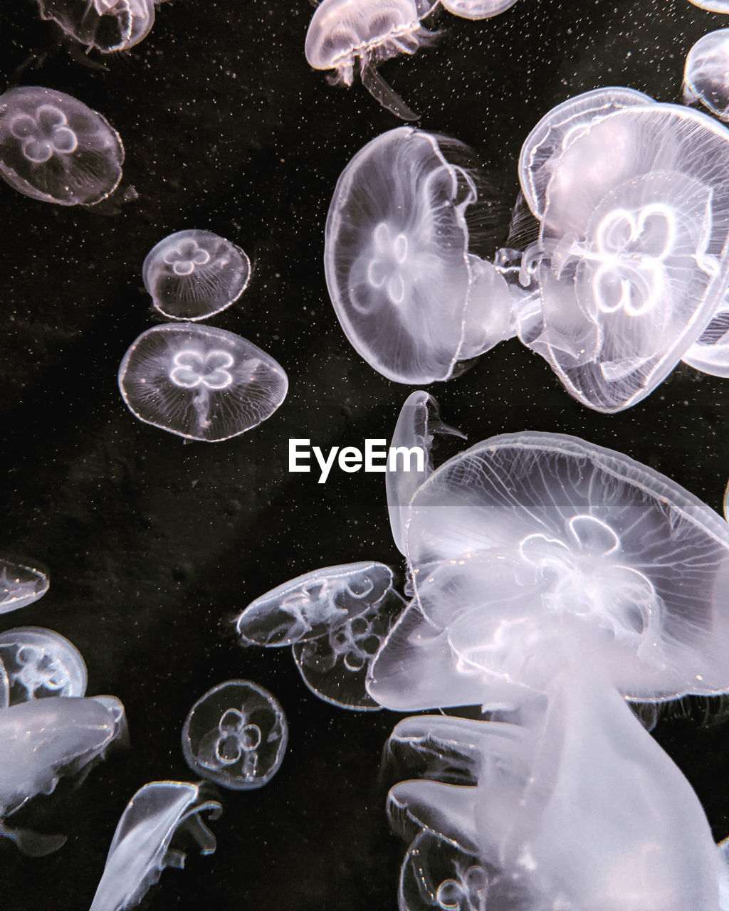 View of jellyfish in sea black and white sea aquarium