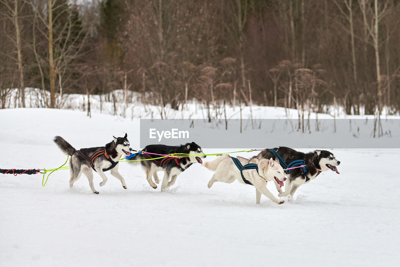 VIEW OF DOGS ON SNOWY FIELD