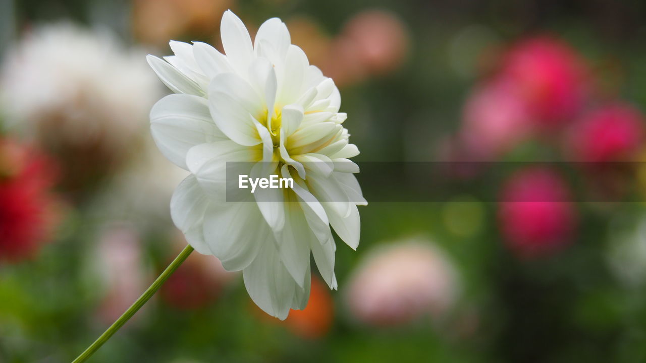 Close-up of pink flower