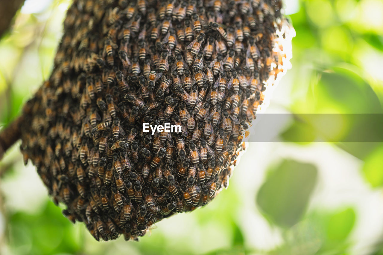 CLOSE-UP OF BEES