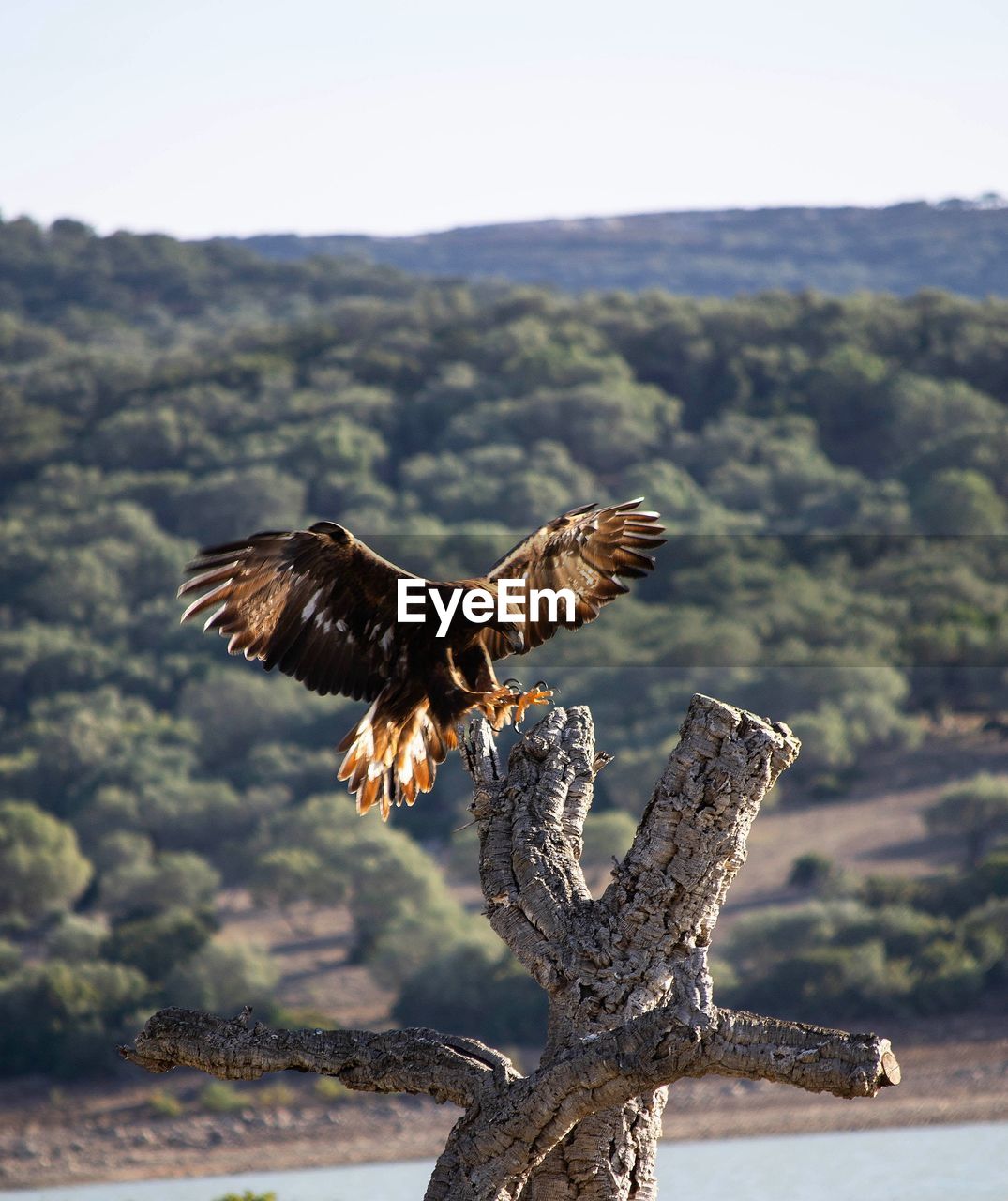 Bird flying over a tree