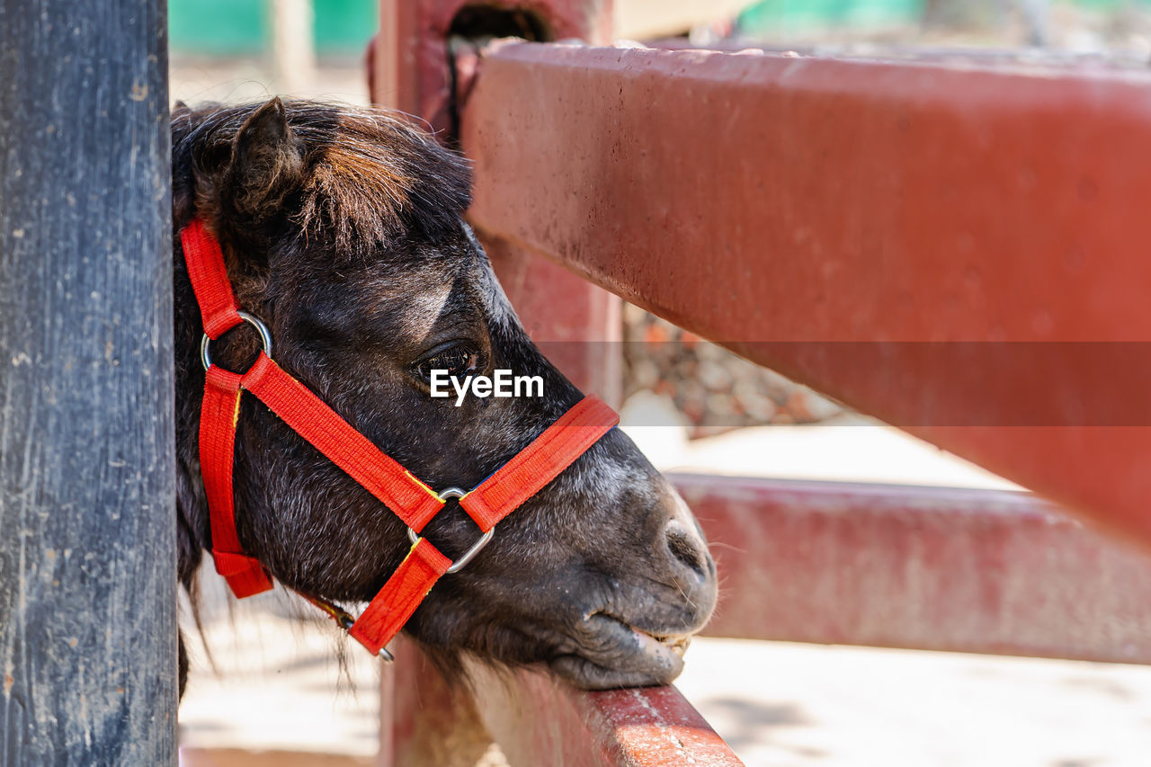 Closeup of sad eye of miniature horse or pony looking like showing very unhappy 