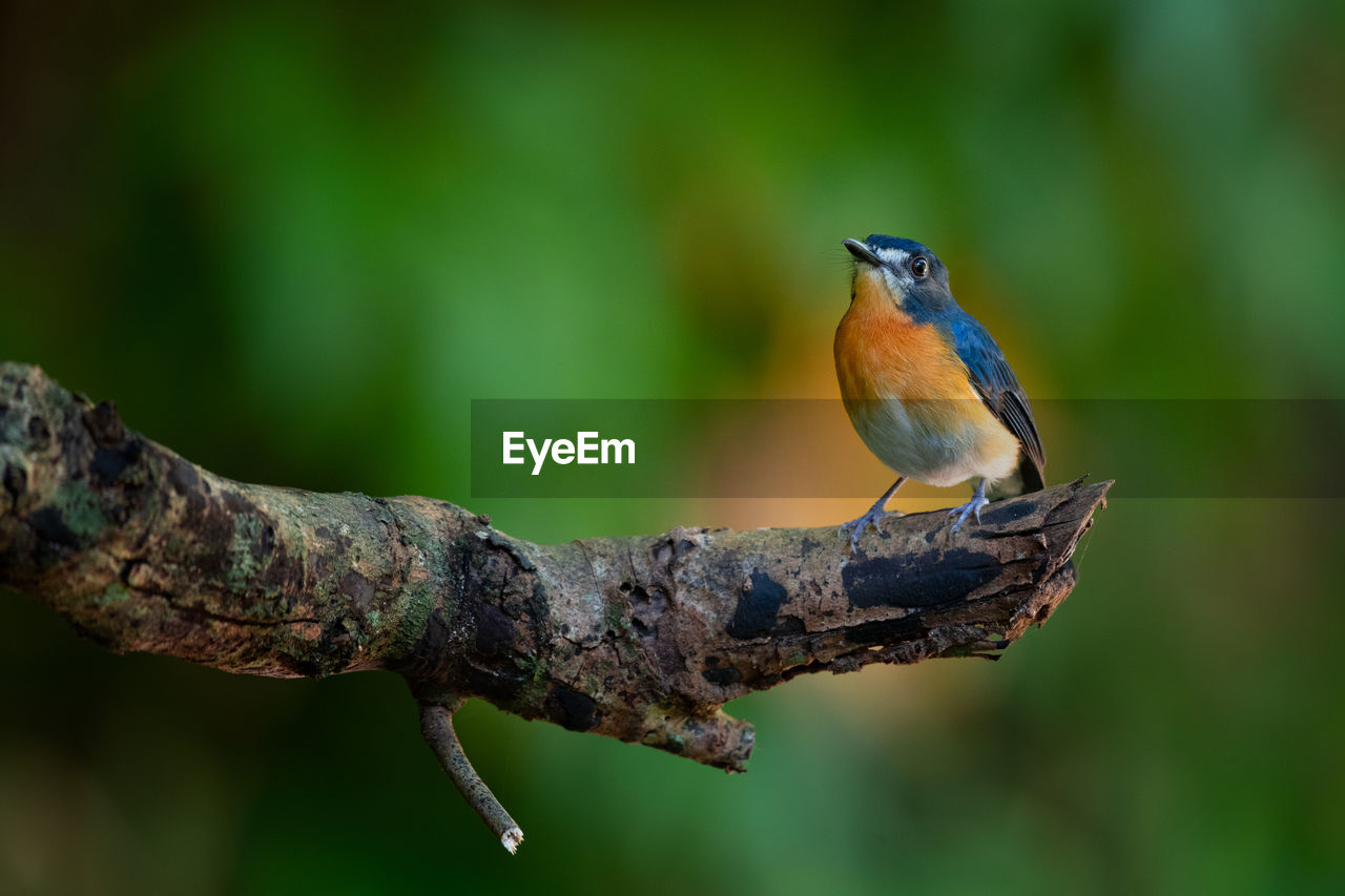 animal themes, animal, animal wildlife, nature, wildlife, bird, one animal, branch, close-up, focus on foreground, perching, tree, macro photography, no people, full length, beak, outdoors, plant, green, beauty in nature, side view, multi colored, songbird, day, environment, rainforest, green background