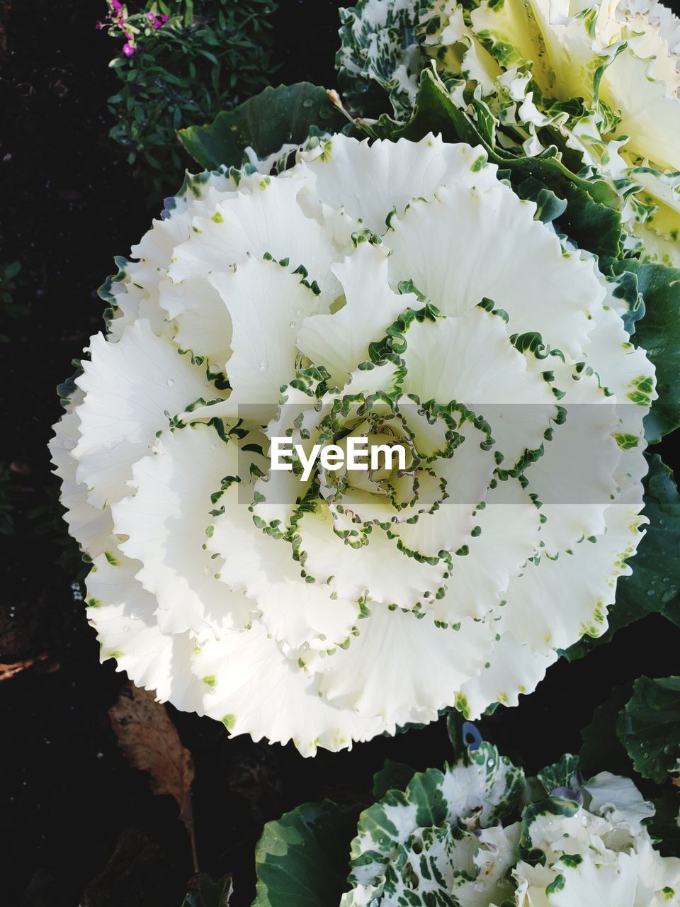 HIGH ANGLE VIEW OF WHITE ROSE PLANT