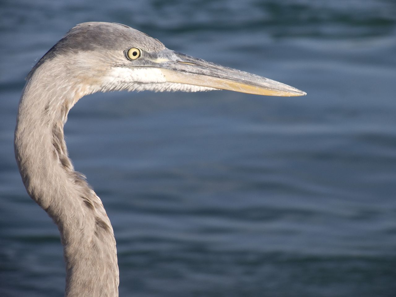 Zoomed eye view of crane bird