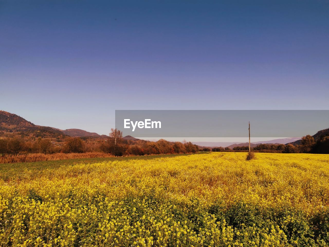 Scenic view of field against clear blue sky