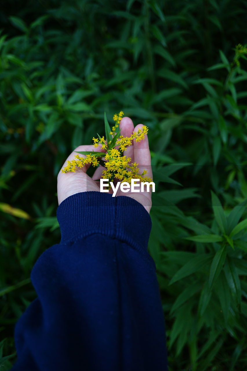 cropped hand of woman with flowers