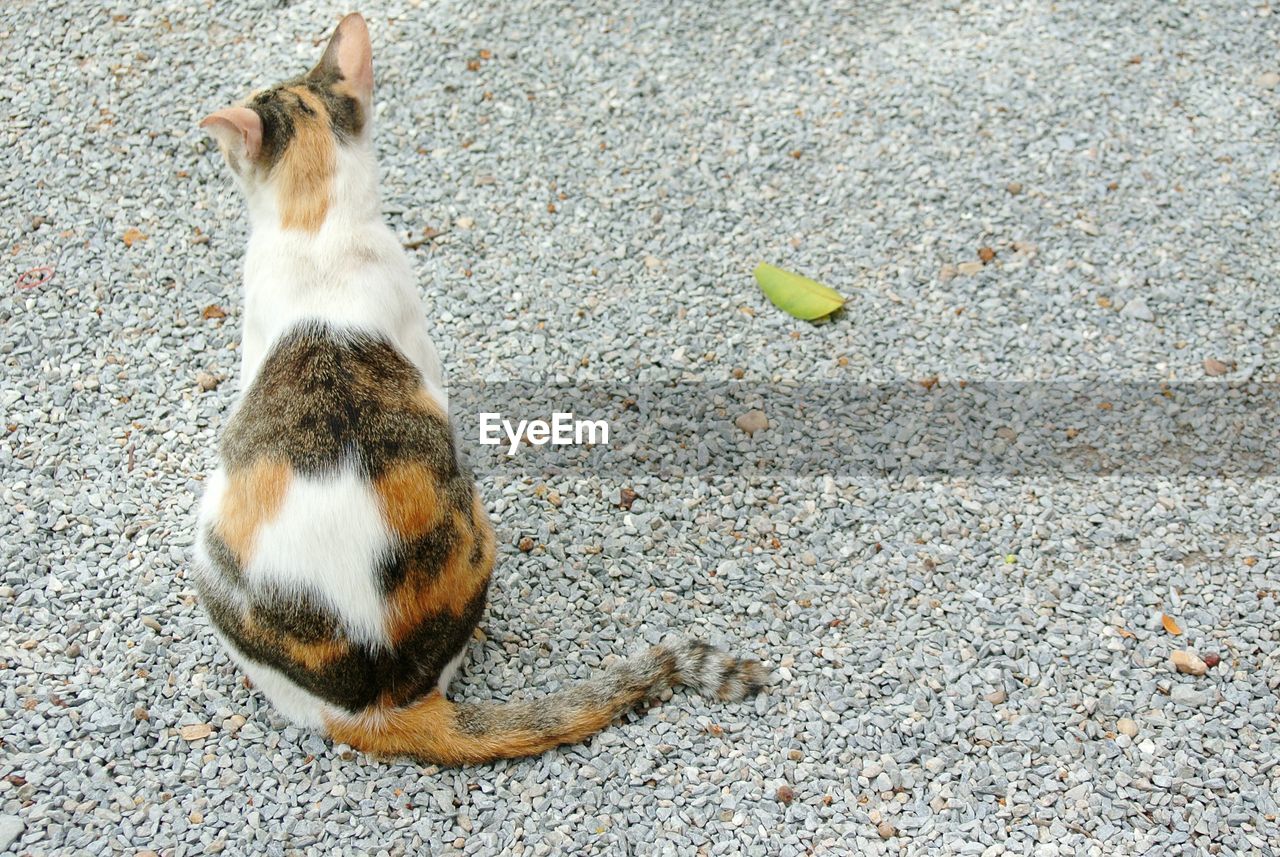 HIGH ANGLE VIEW OF CAT ON GROUND